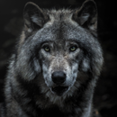 Wolf Wallpapers App APK