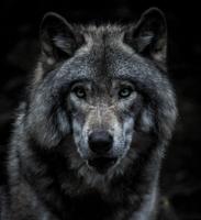 Wolf Wallpapers App poster