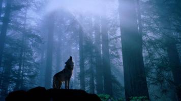 Wolf Wallpapers App screenshot 1