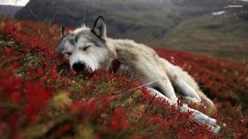 Wolf Wallpapers App screenshot 2