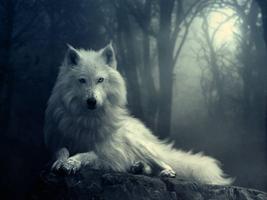 Wolf Wallpapers App screenshot 3