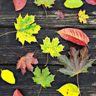 Autumn Wallpapers HD App 아이콘