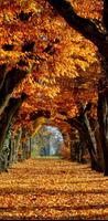 Autumn Wallpapers HD App 포스터