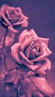 Girly Wallpapers Apps 스크린샷 2