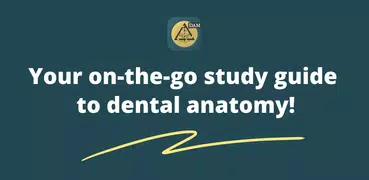 Dental Anatomy Mastery
