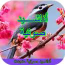 أناشيد صوتية متجددة aplikacja