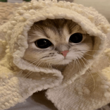 صور قطط كيوت - خلفيات