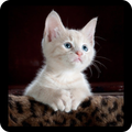 Cat Facts