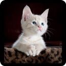 Cat Facts aplikacja
