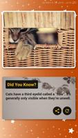 Cat Facts Cartaz