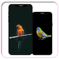 Wallpaper Burung