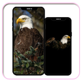 Eagle Wallpaper