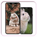 Rabbit Wallpaper