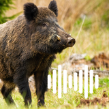 Hog, Pig & Boar Hunting Calls APK