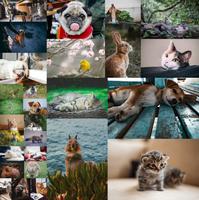 Cute Animals Wallpapers Affiche