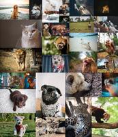 Cute Animals Wallpapers capture d'écran 1