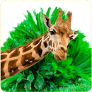 Ipea Polima APK