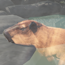 Source chaude de Capybara APK