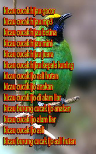 Kicau Cucak Hijau Juara Mp3 For Android Apk Download