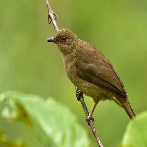 ciri ciri bunting pelanduk