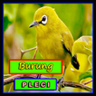 Burung Pleci Ngalas Auri Terapi