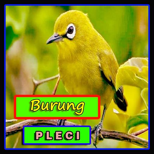 Download Mp3 Suara Terapi Burung Pleci Ngalas Nembak Dan Ngeplong