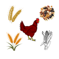 Poultry Feed Formulation App