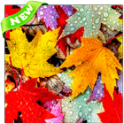 Autumn Wallpapers icon