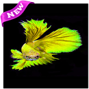 Betta Fish Wallpapers images APK
