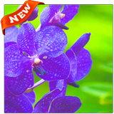 Orchid アイコン