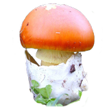 Guía de hongos y setas 2