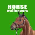 Hossey - Cute Horse Wallpapers