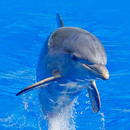 Dolphins Wallpaper APK
