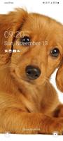 Puppy Wallpaper penulis hantaran