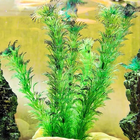 Hornwort Care Guide biểu tượng