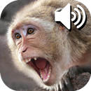 Monkey Sounds aplikacja