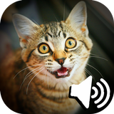 Cat sounds translation biểu tượng