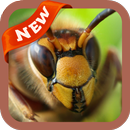 Hornet Wallpaper APK