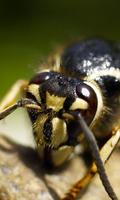 Hornet Wallpaper capture d'écran 1