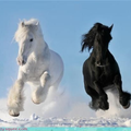 HORSE WALLPAPER