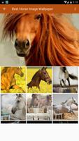 Best HD Horse Image Wallpaper скриншот 3