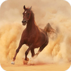 Horse Wallpaper biểu tượng