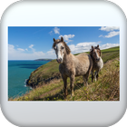 Horse pictures ikona