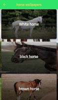 Horse pictures plakat