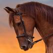 Horse Sounds-icoon