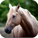 APK Horse Wallpaper 4K