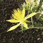 Flowers of Craters of the Moon icon