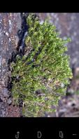 Flowers of Craters of the Moon скриншот 3