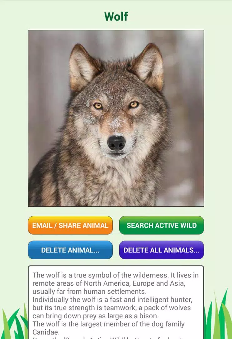 My Spirit Animal Quiz APK for Android Download My Spirit Animal Quiz APK for Android Download