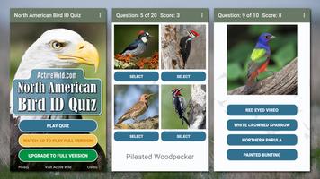 North American Bird ID Quiz Affiche